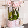 Andorra orchidee roze